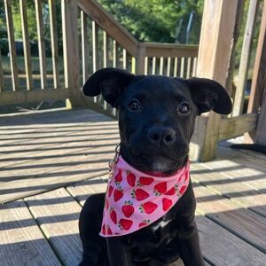 Strawberry Print Dog Bandana used once
